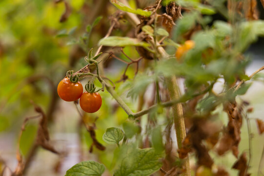 Red delicious juicy tomato on green vines growing in garden at USF Botanical Tampa.