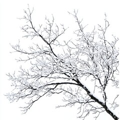 Obraz premium Frosty Winter Wonderland: Isolated Snow-Covered Tree Branches on White Background