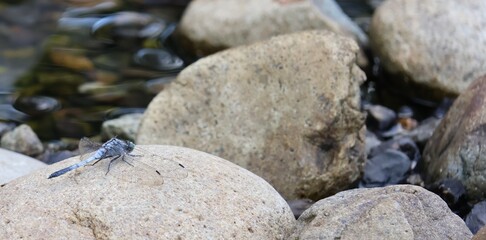 A dragonfly resting on a stone
