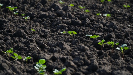 Winter rapeseed grows on the farm field. n