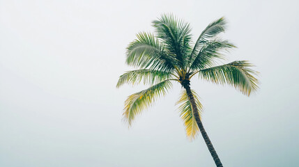 Fototapeta premium A solitary palm tree reaching towards a cloudy sky in a tranquil coastal setting
