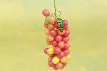 A harlequin bug is looking for food in a collection of wild plant fruits. This beautiful, rainbow-colored insect has the scientific name Tectocoris diophthalmus.