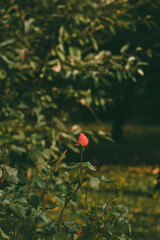 A single pink rosebud stands out in the foreground, surrounded by green leaves in a blurry garden...