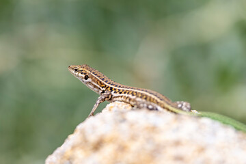 Sardinien, Perle im Mittelmeer