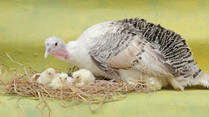 A female turkey lovingly guards her newly hatched chicks in the nest. This animal is commonly cultivated by humans with the scientific name Meleagris gallopavo.