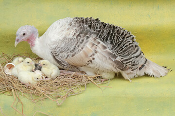 A female turkey lovingly guards her newly hatched chicks in the nest. This animal is commonly cultivated by humans with the scientific name Meleagris gallopavo.