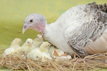 A female turkey lovingly guards her newly hatched chicks in the nest. This animal is commonly cultivated by humans with the scientific name Meleagris gallopavo.