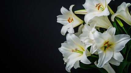 White Lilies on Black Background
