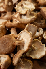Fresh mushrooms scattered on the counter