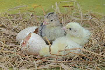 A number of baby turkeys have just hatched from their eggs in the nest. This animal is commonly cultivated by humans with the scientific name Meleagris gallopavo.