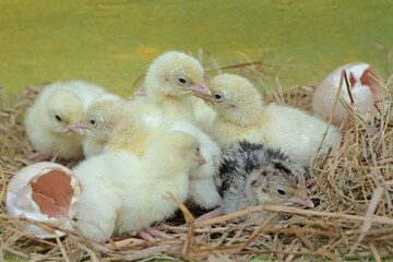 A number of baby turkeys have just hatched from their eggs in the nest. This animal is commonly cultivated by humans with the scientific name Meleagris gallopavo.