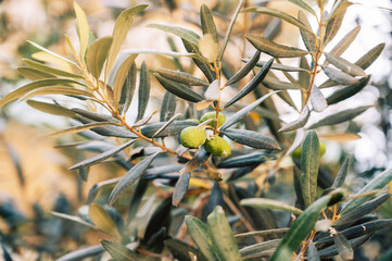 A detailed close-up of green olives growing on an olive tree branch, surrounded by lush green...