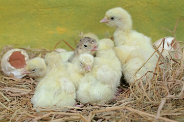 A number of baby turkeys have just hatched from their eggs in the nest. This animal is commonly cultivated by humans with the scientific name Meleagris gallopavo.