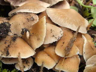 Funghi
