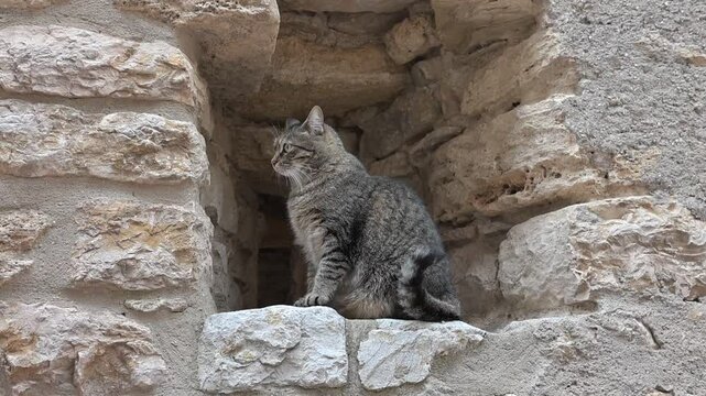 Bellissimo gatto grigio striato, seduto in un anfratto delle mura del castello