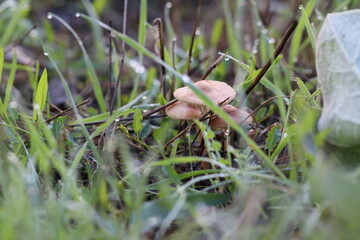 Cogumelos Selvagens Boidobra Portugal