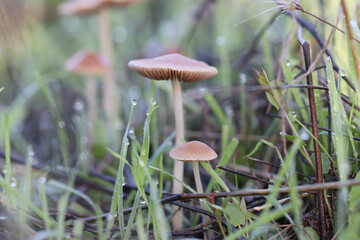 Cogumelos Selvagens Boidobra Portugal