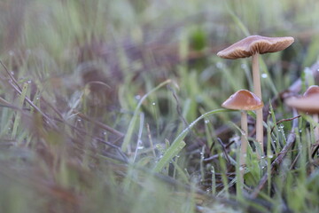 Cogumelos Selvagens Boidobra Portugal