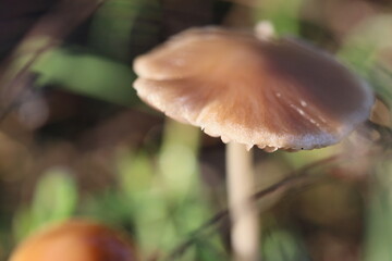 Cogumelos Selvagens Boidobra Portugal