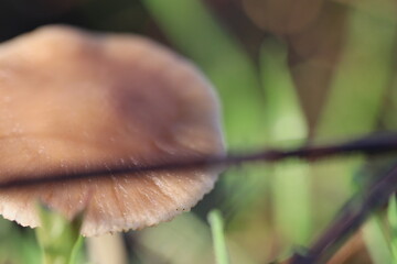 Cogumelos Selvagens Boidobra Portugal