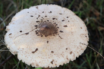 Cogumelos Selvagens Boidobra Portugal