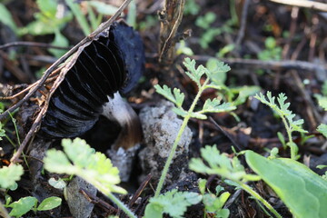 Cogumelos Selvagens Boidobra Portugal
