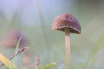 Cogumelos Selvagens Boidobra Portugal