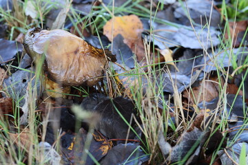 Cogumelos Selvagens Boidobra Portugal