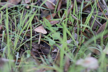 Cogumelos Selvagens Boidobra Portugal