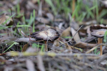 Cogumelos Selvagens Boidobra Portugal