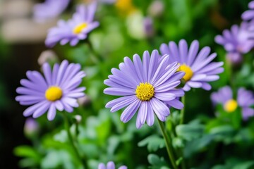 A close-up shot of vibrant purple daisies with yellow centers, nestled in a lush green garden, showcasing the harmonious blend of colors and natural beauty.