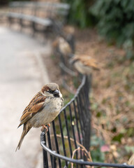 Gorrión parado en una baranda del Central Park