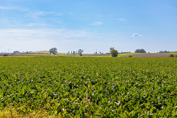 Panoramic view over a field with a row of trees and a hill in the background