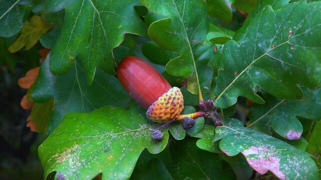 Quercus robur - the pedunculate oak or English oak, brown acorns on a tree against a background of green leaves