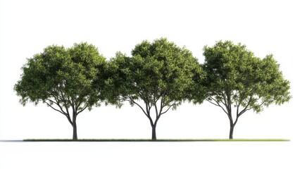 Fototapeta premium tree trees isolated