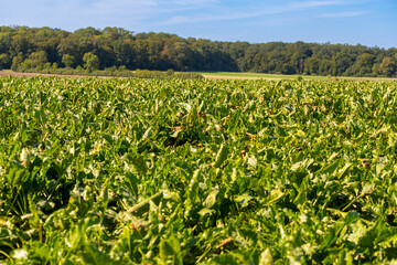 Close-up of a sugar beet plant in September before harvest