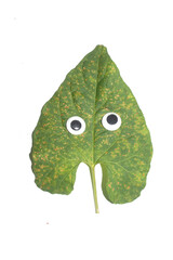 Funny Autumn Leaf Plant With Goggle Eyes on a White Background