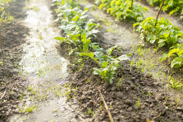 Wild arugula rocket salad greens growing in the garden. High quality photo