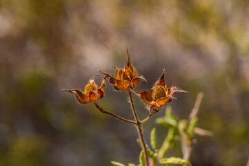 Three delicate seed pods in a sunny landscape, showcasing nature’s beauty during a warm afternoon...