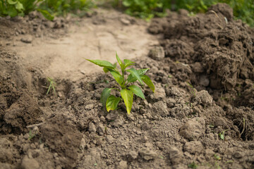 The process of planting pepper seedlings in the garden. Spring work in the garden. High quality 4k footage