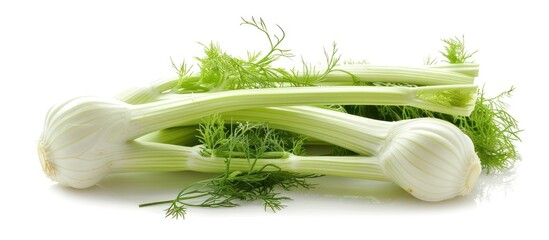 Fresh organic fennel bulb and celery stalks on a clean white background  Healthy and nutritious vegetable ingredients for cooking dietary and culinary purposes