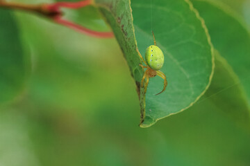 Krabbenspinne an einem Blatt