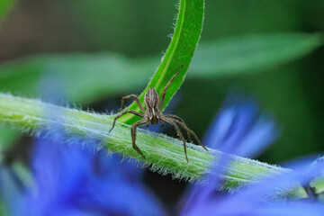 Listspinne an einer Berg-Flockenblume