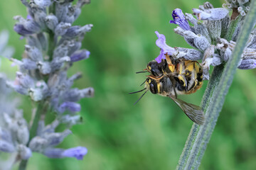 Wollbienen am Lavendel bei der Paarung