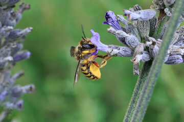 Wollbiene am Lavendel