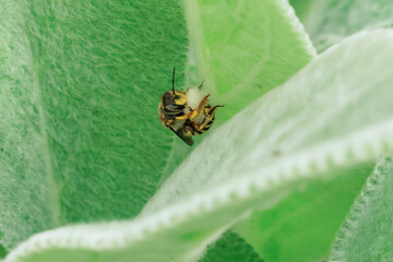 Wollbiene am Wollziest, beim sammeln der Wolle vom Blatt f&uuml;r den Nestbau