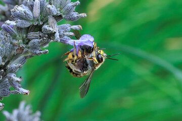 Wollbienen am Lavendel bei der Paarung