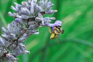 Wollbiene am Lavendel