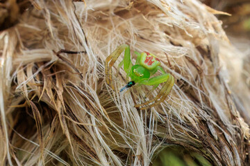 Krabbenspinne mit Beute