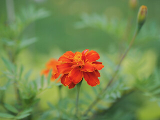 A single orange marigold flower is the main focus of the image. The flower is surrounded by green leaves, which give the impression of a lush, vibrant garden.